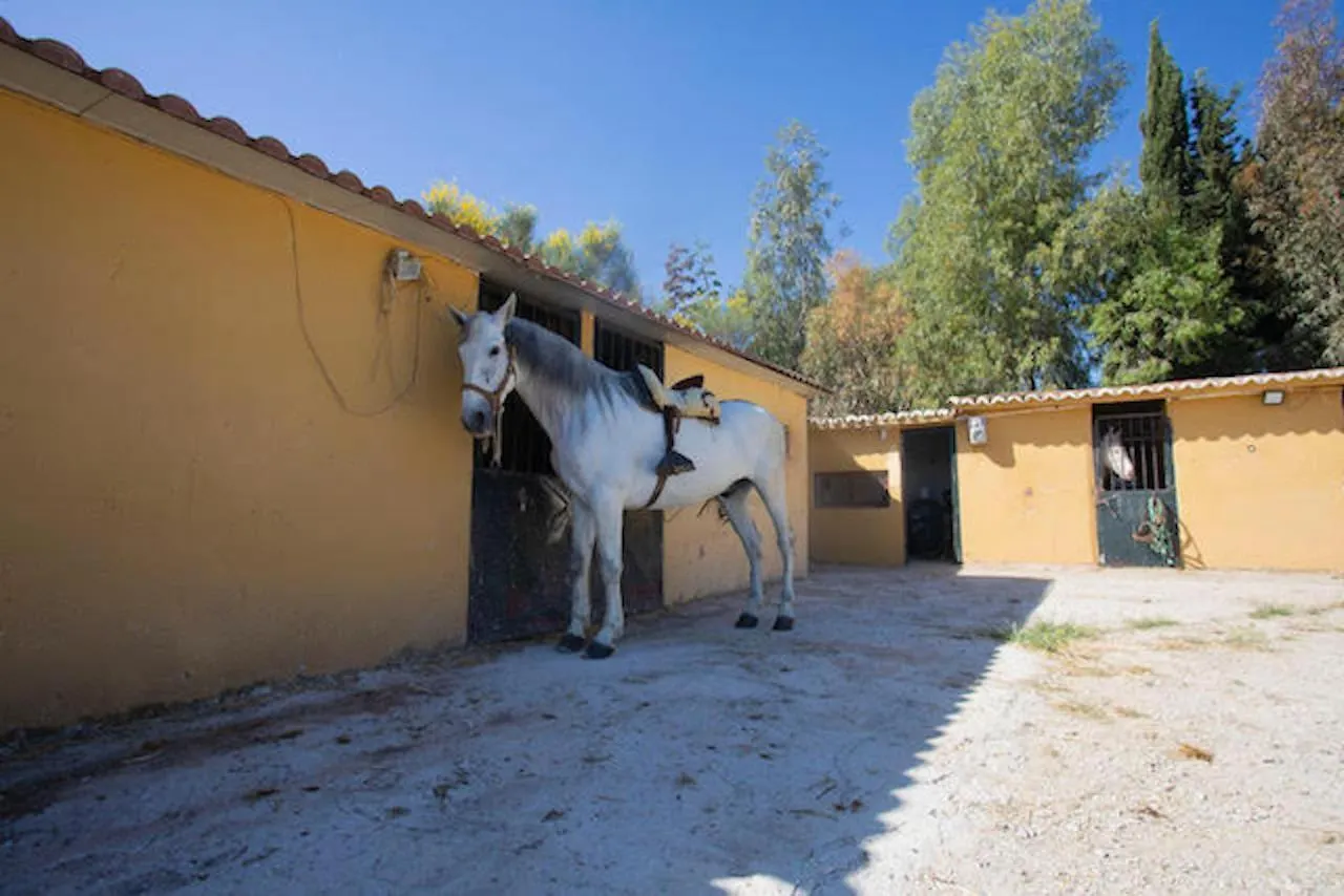 Bungalows-Casas Rurales Da Luigi-4 Adultos-2 Dormitorios-Piscina-Ideal Familias-Cartama-Malaga בית כפרי